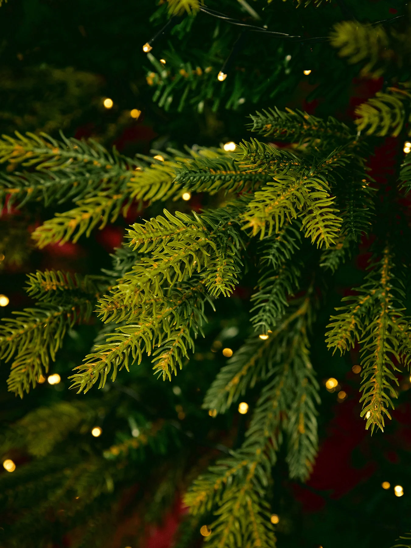 Rocky Mountain Pine Christmas Tree 6ft - Image 3
