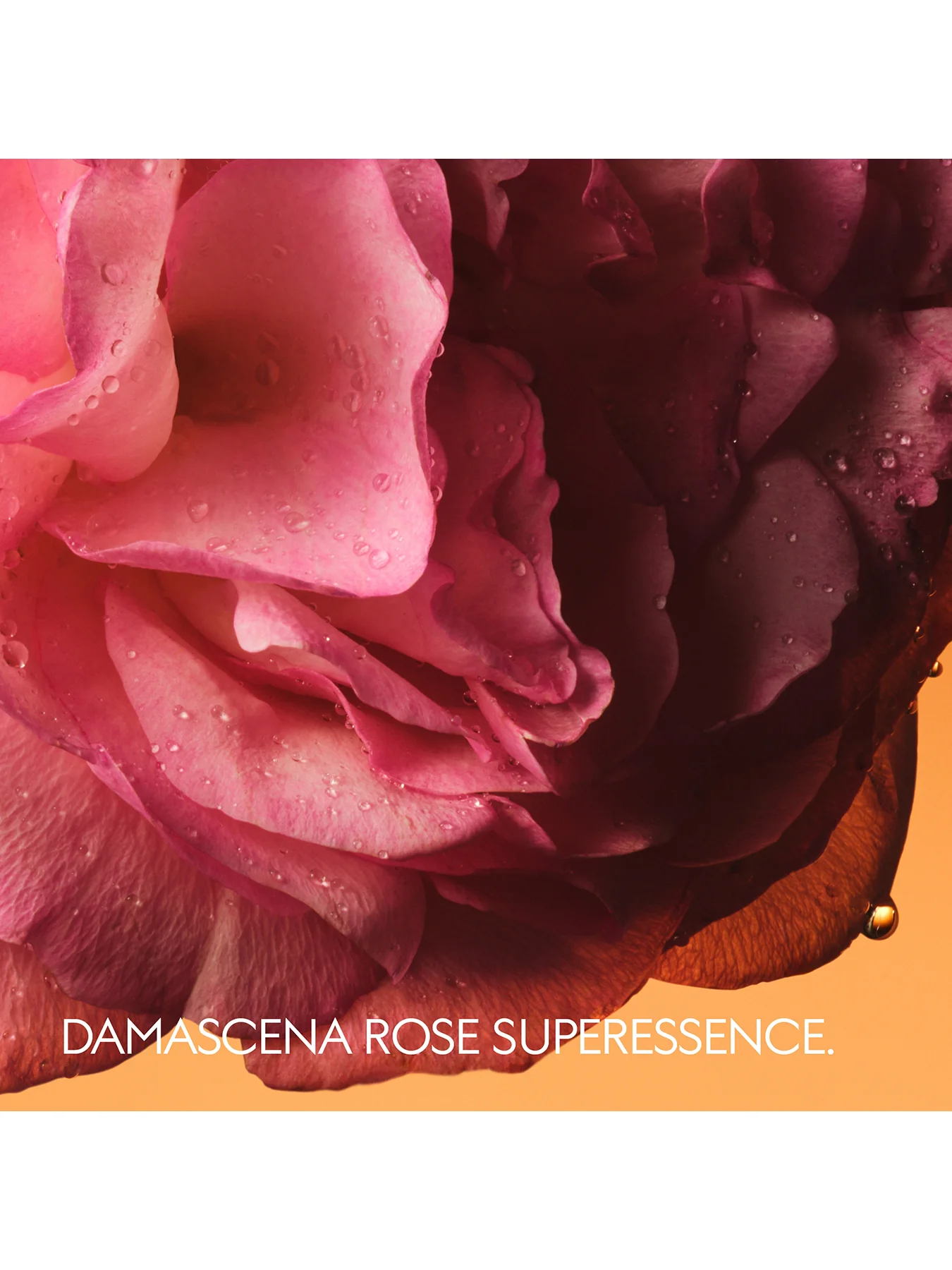 Gucci The Alchemist's Garden Rosa Sublime Eau de Parfum Unisex 100ml - Image 4