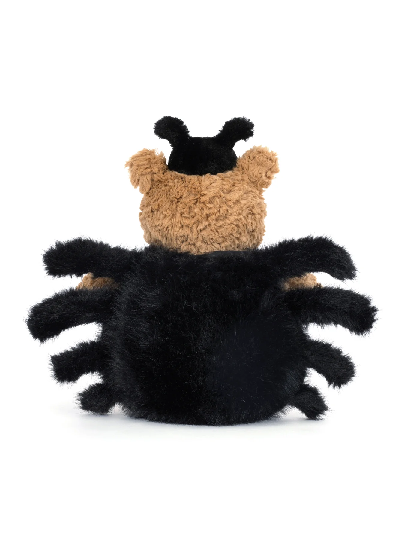 Bartholomew Bear Spider - Image 3