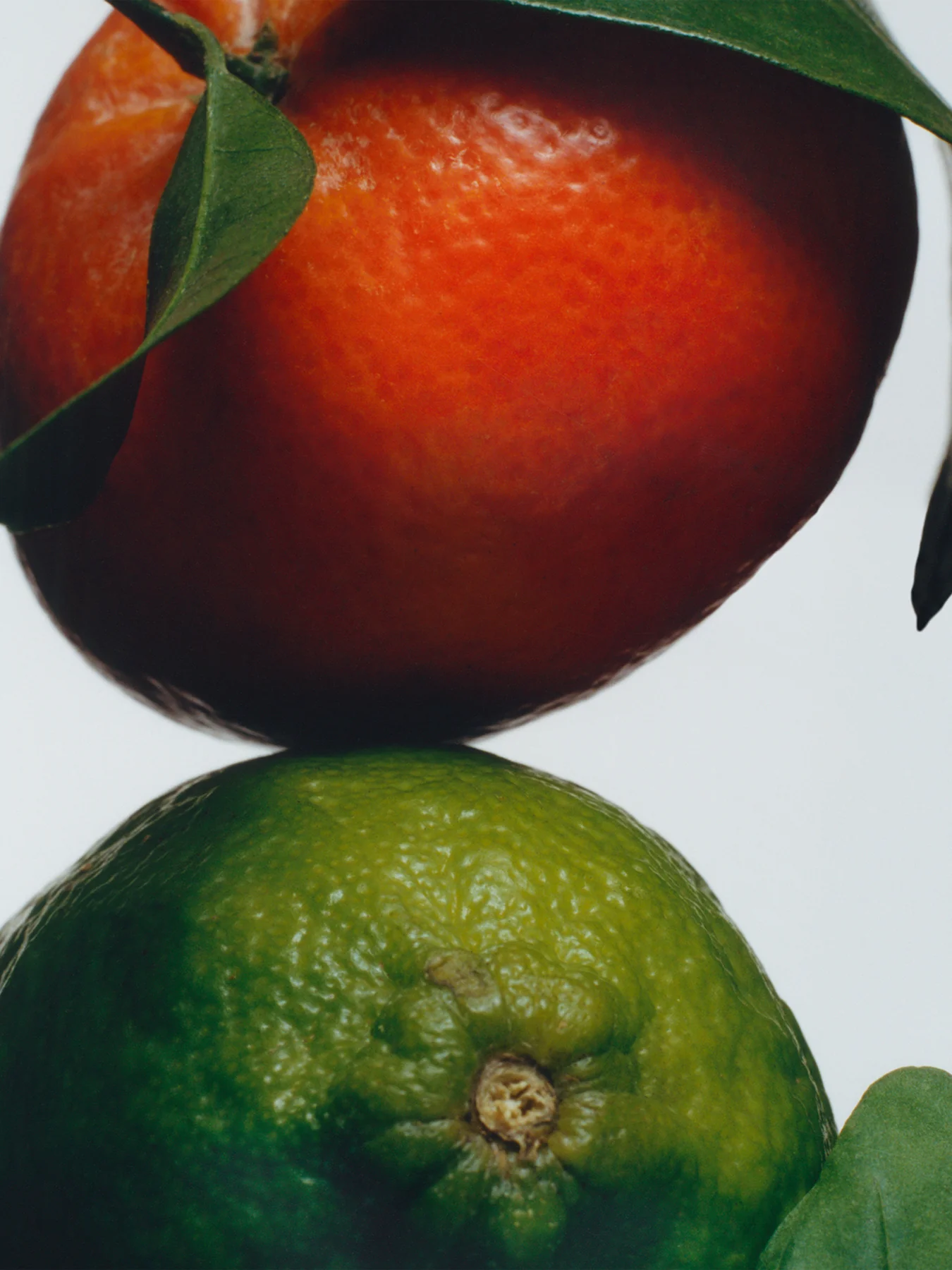 Lime Basil & Mandarin Body Creme 50ml - Image 2