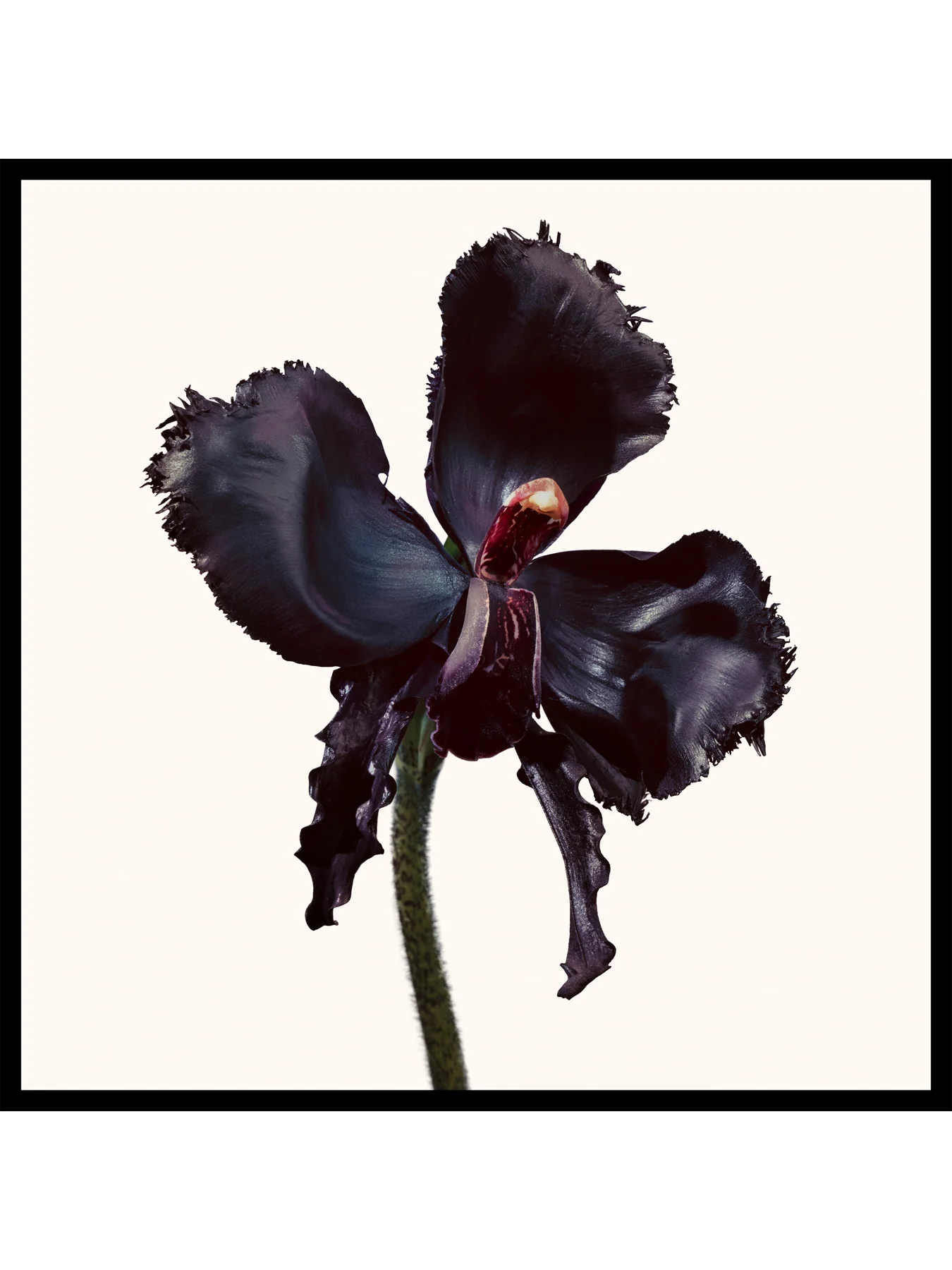 Black Orchid Reserve 50ml - Image 4